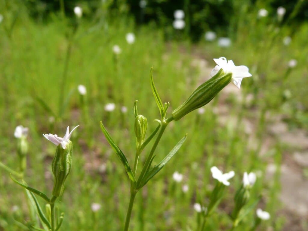 Silene linicola C.C.Gmel.