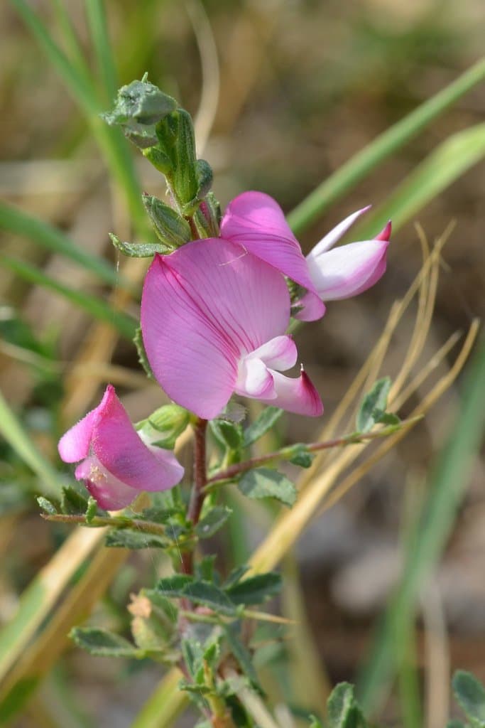 Ononis spinosa L.