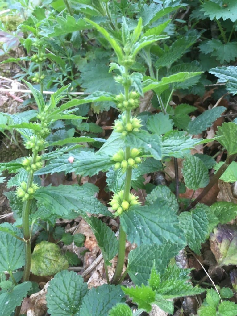 Lamium galeobdolon (L.) L.