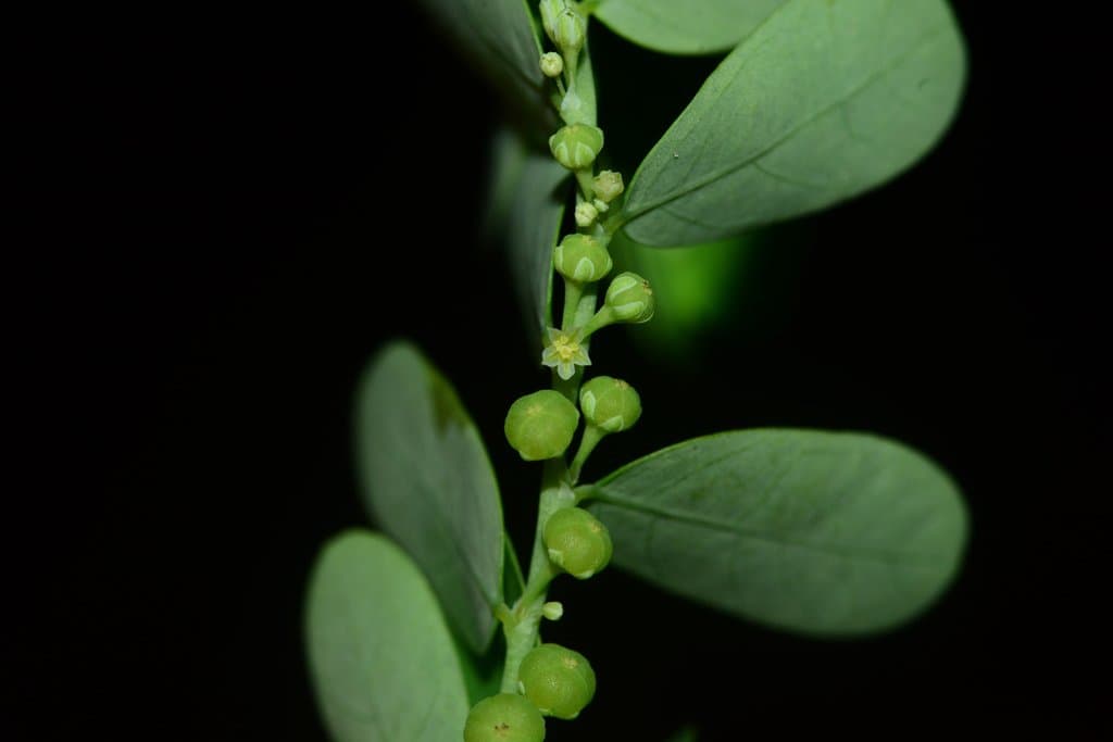 Phyllanthus amarus Schumach. & Thonn.