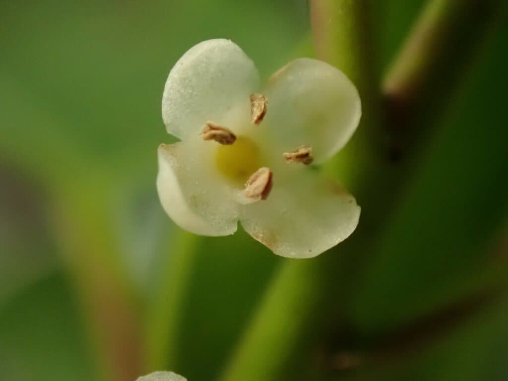 Ilex pedunculosa Miq.