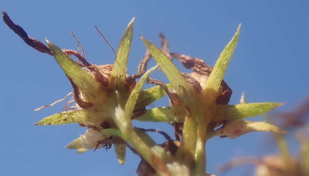 Hypericum perforatum L.