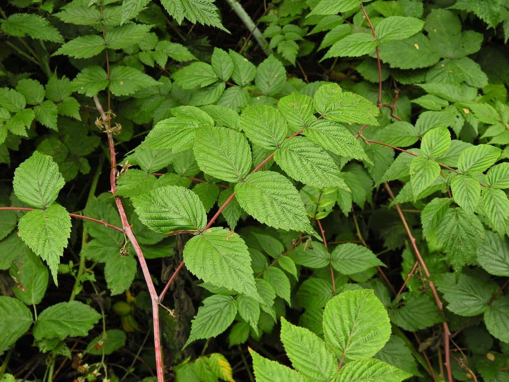 Rubus cockburnianus Hemsl.