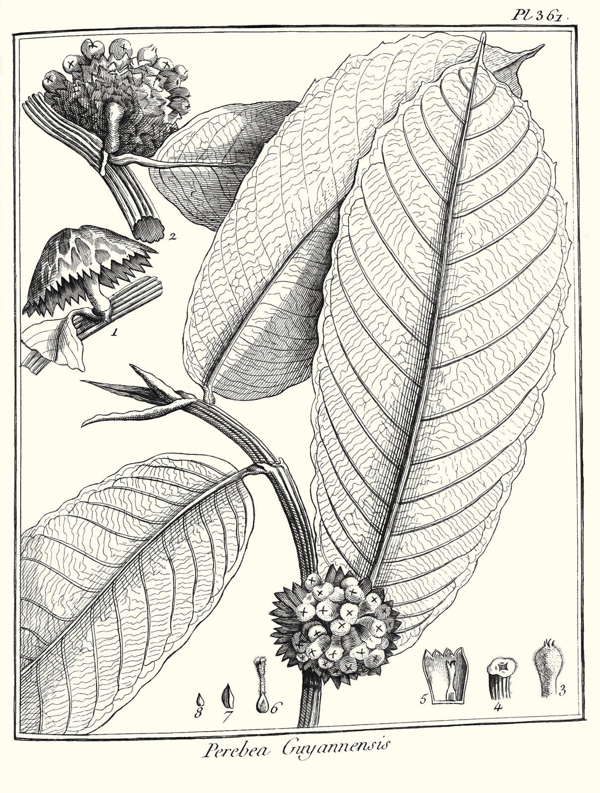 Perebea guianensis Aubl.