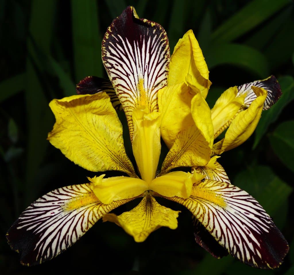 Iris variegata L.