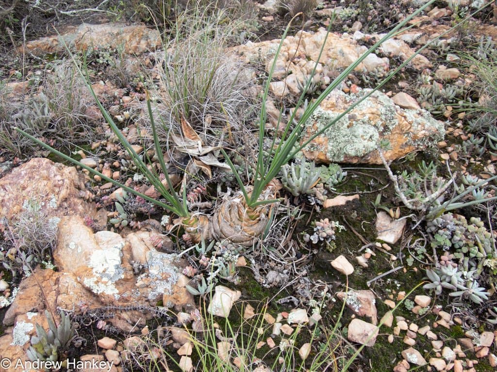 Albuca caudata Jacq.