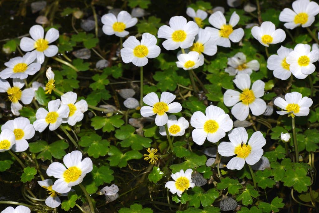 Ranunculus peltatus Schrank