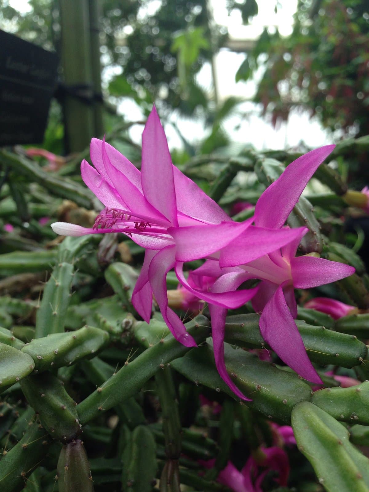 Schlumbergera ×exotica Barthlott & Rauh