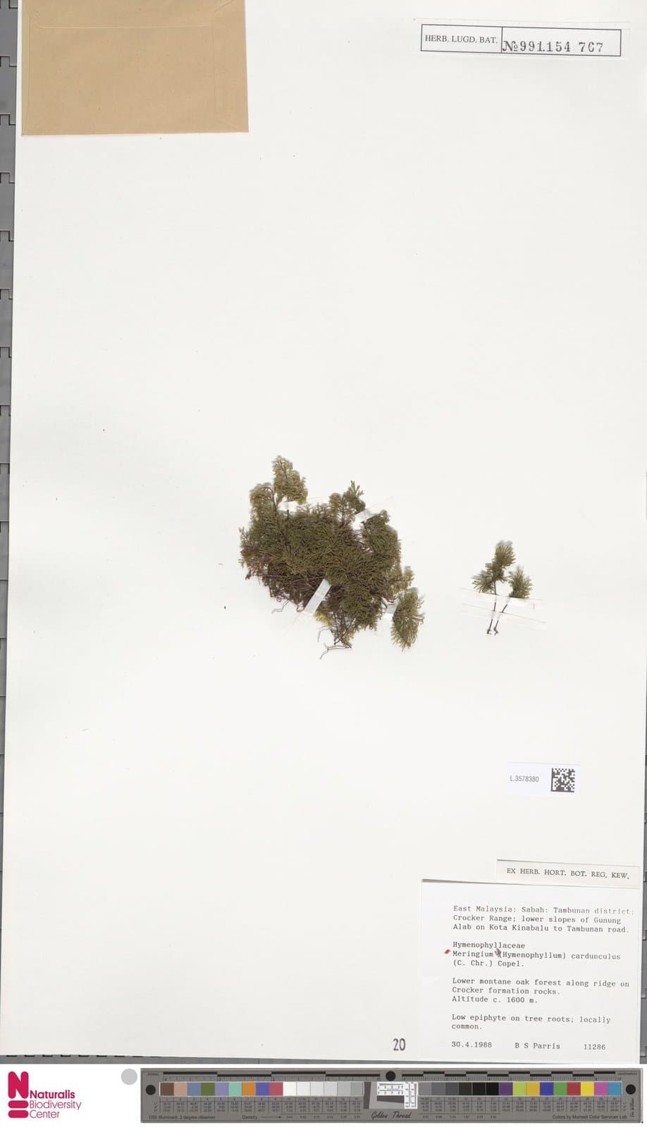 Hymenophyllum cardunculus C.Chr.
