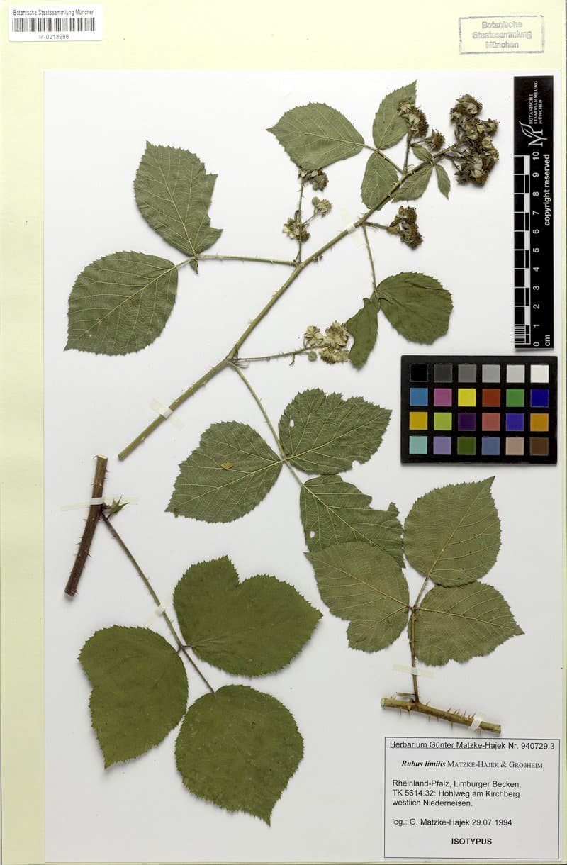 Rubus limitis Matzke-Hajek & H.Grossh.