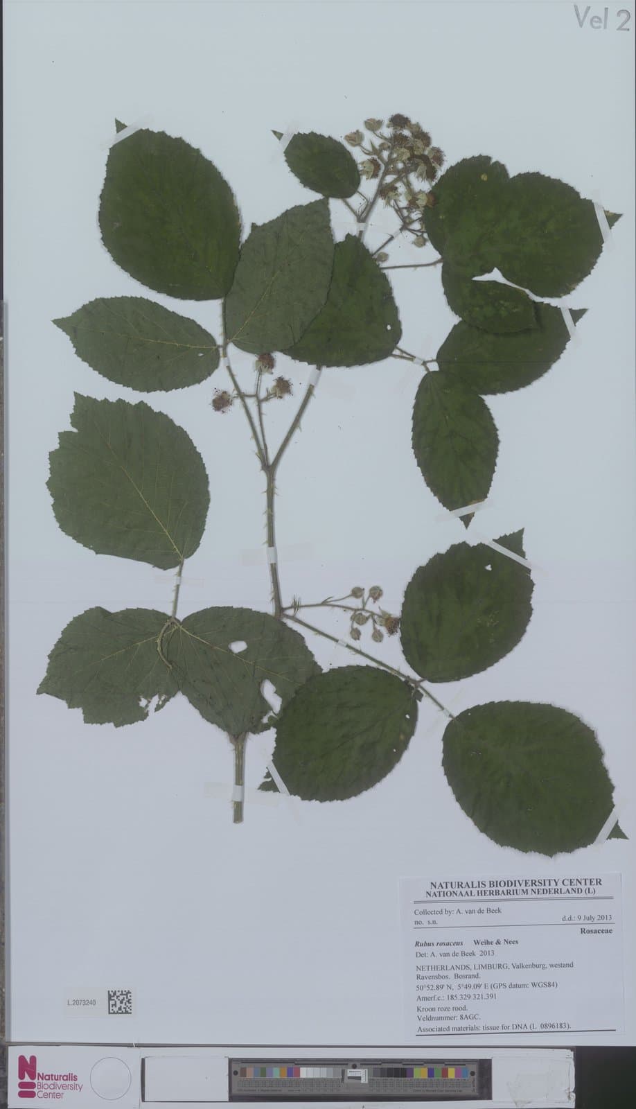 Rubus rosaceus Weihe