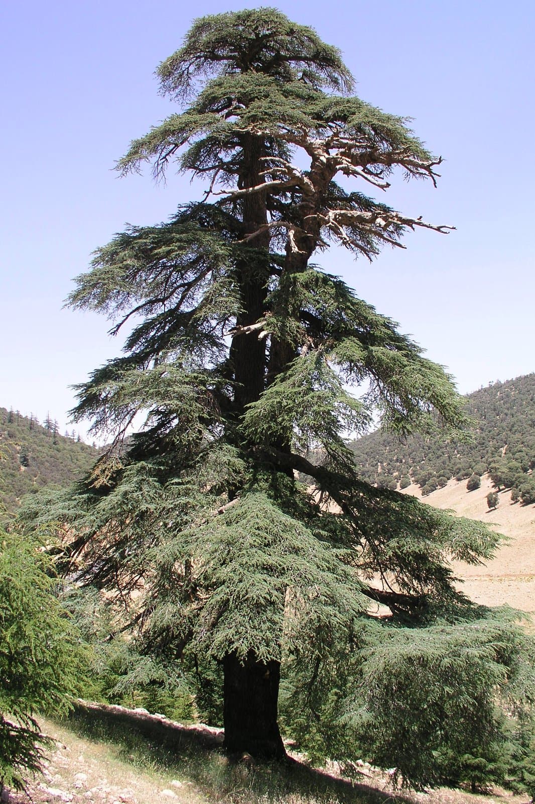 Cedrus atlantica (Endl.) Manetti ex Carriere