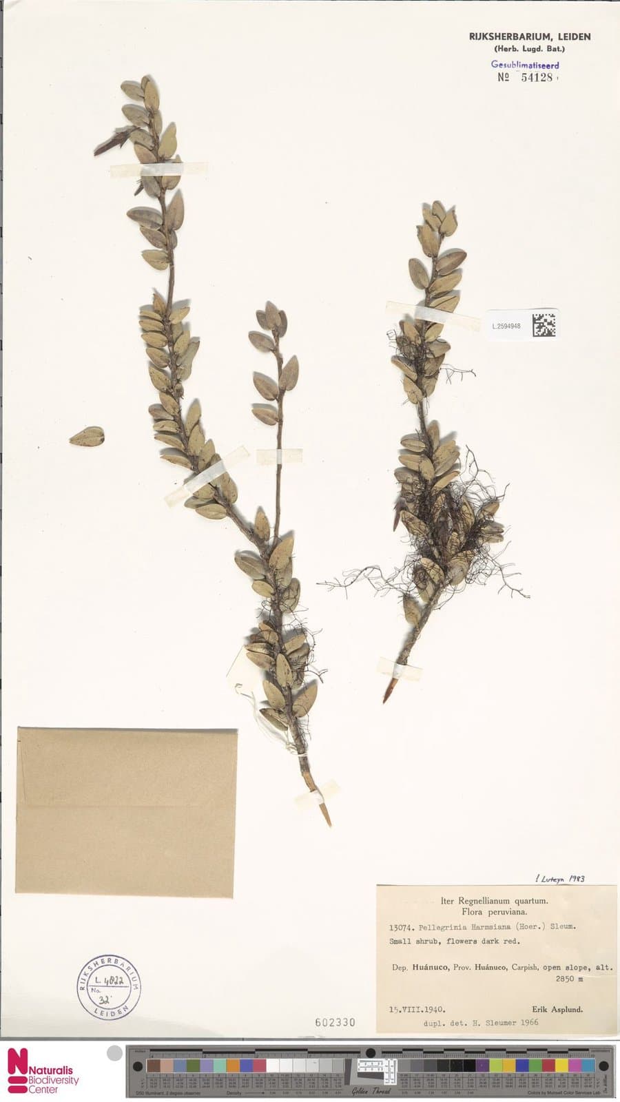 Pellegrinia harmsiana (Hoerold) Sleumer