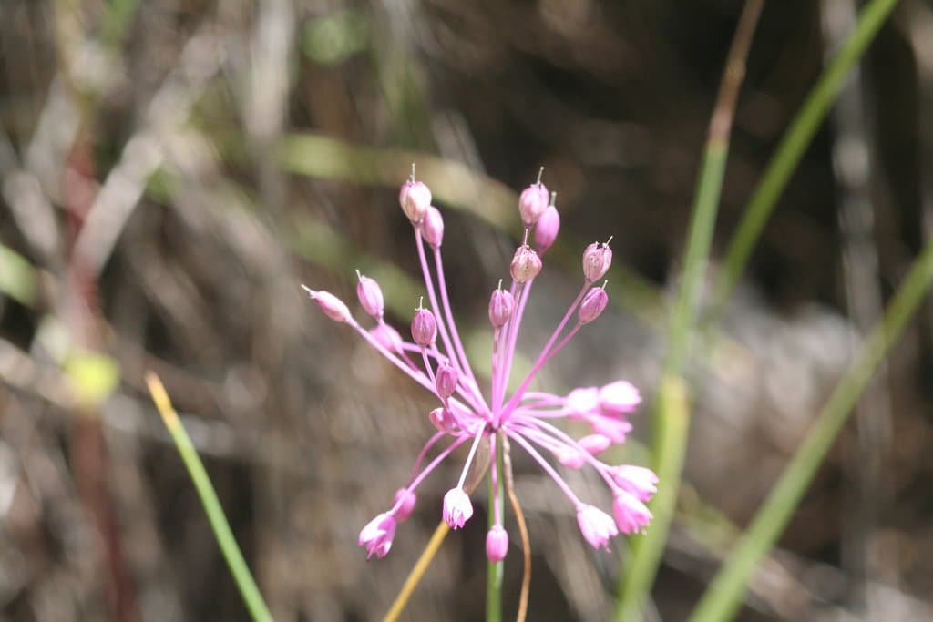 Allium carinatum L.