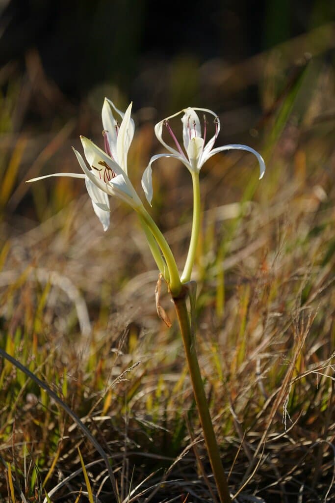 Crinum americanum L.