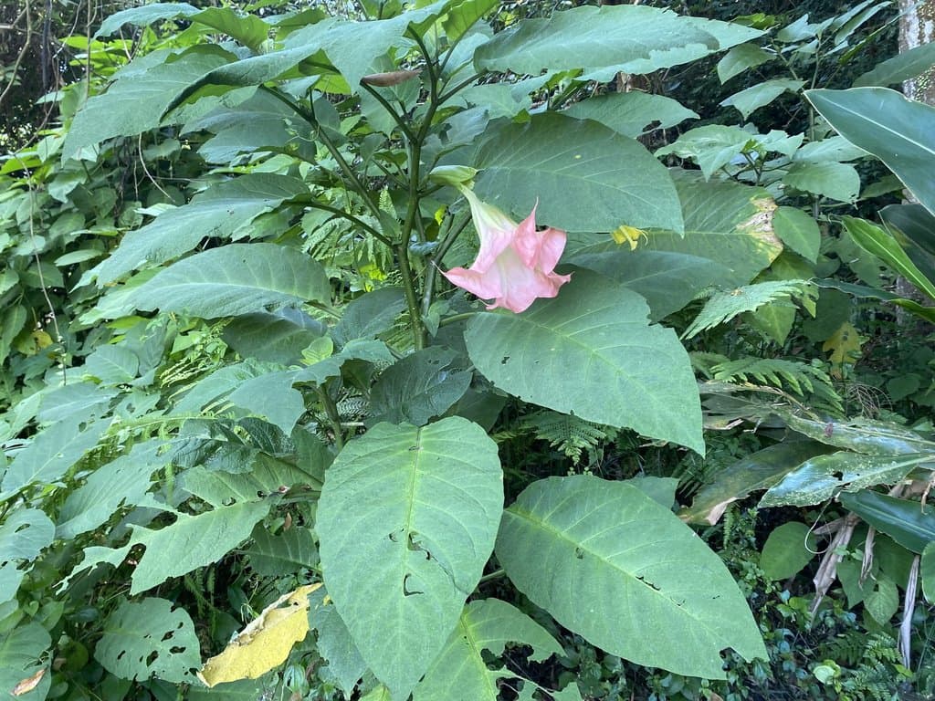 Brugmansia suaveolens (Humb. & Bonpl. ex Willd.) Bercht. & J.Presl
