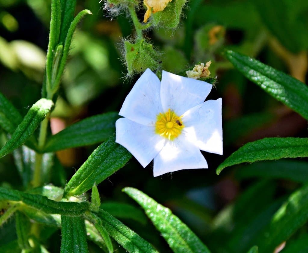 Cistus monspeliensis L.
