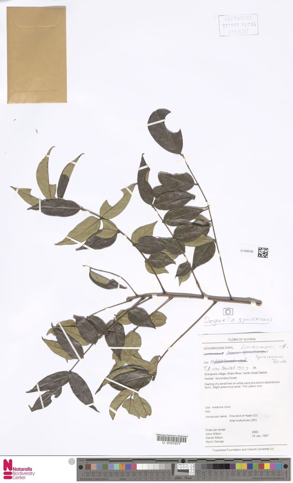 Deguelia spruceana (Benth.) A.M.G.Azevedo & R.A.Camargo