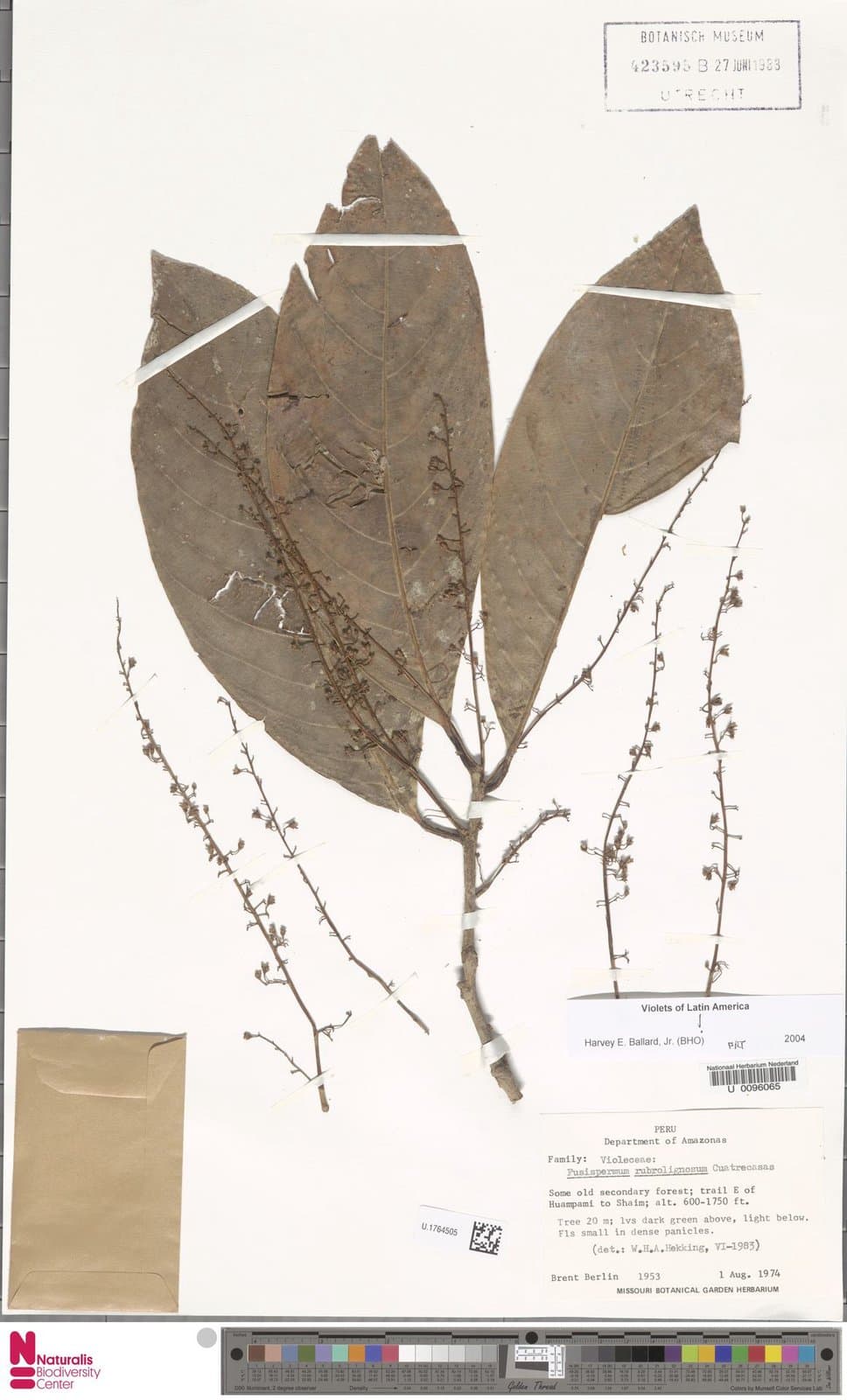 Fusispermum rubrolignosum Cuatrec.