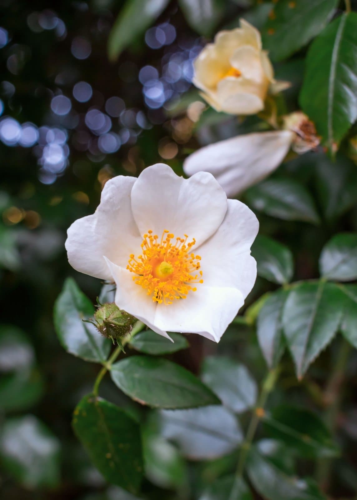 Rosa sempervirens L.