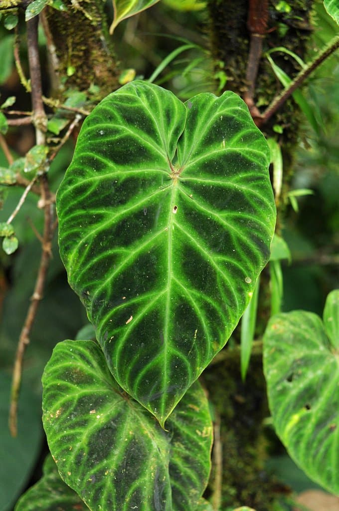 Philodendron verrucosum L.Mathieu ex Schott