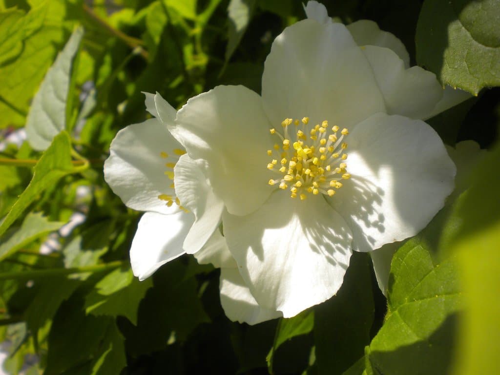 Philadelphus coronarius L.