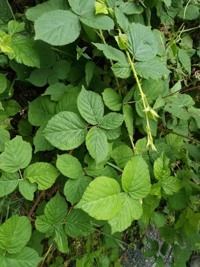 Rubus fabrimontanus (Sprib.) Sprib.