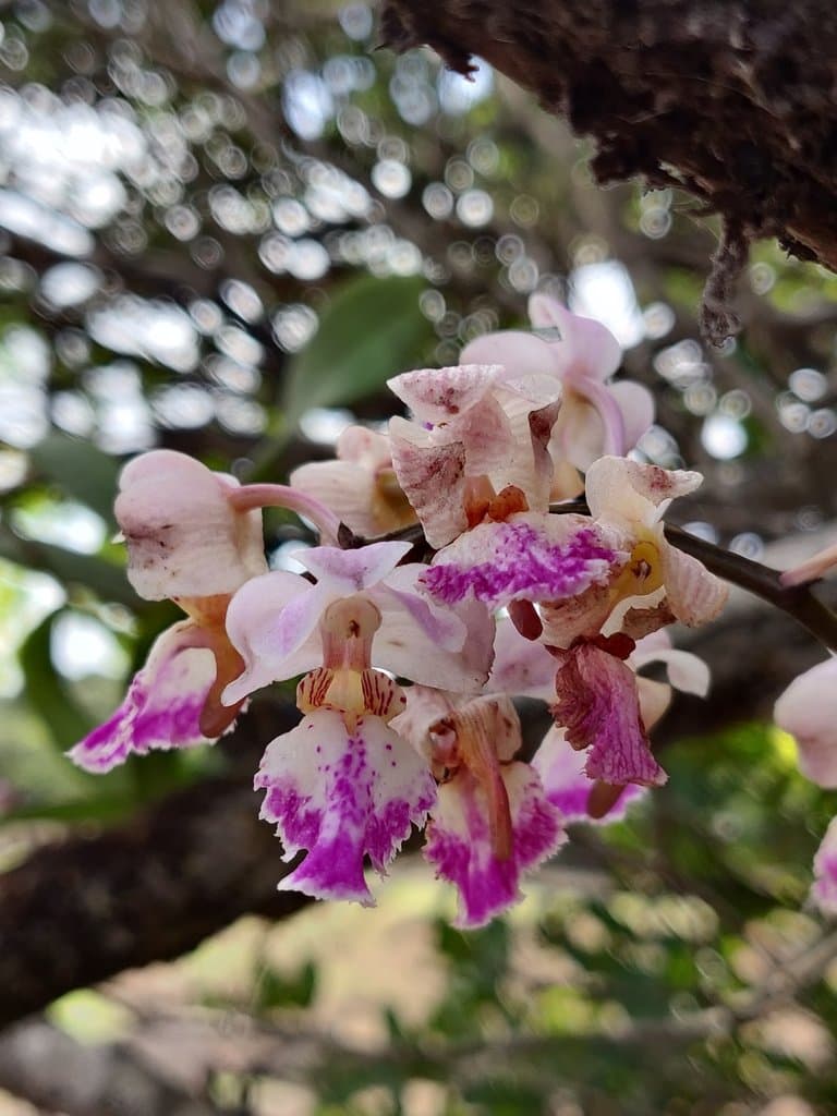 Aerides crispa Lindl.