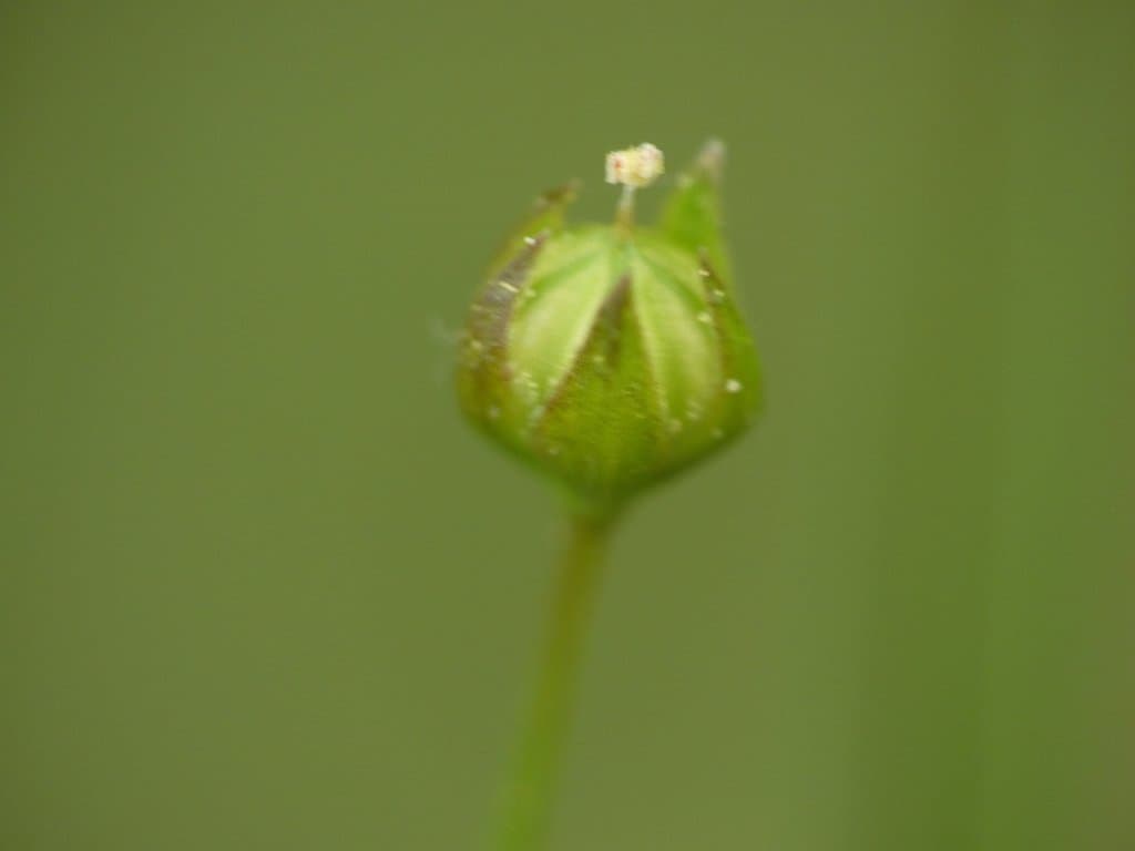 Linum catharticum L.