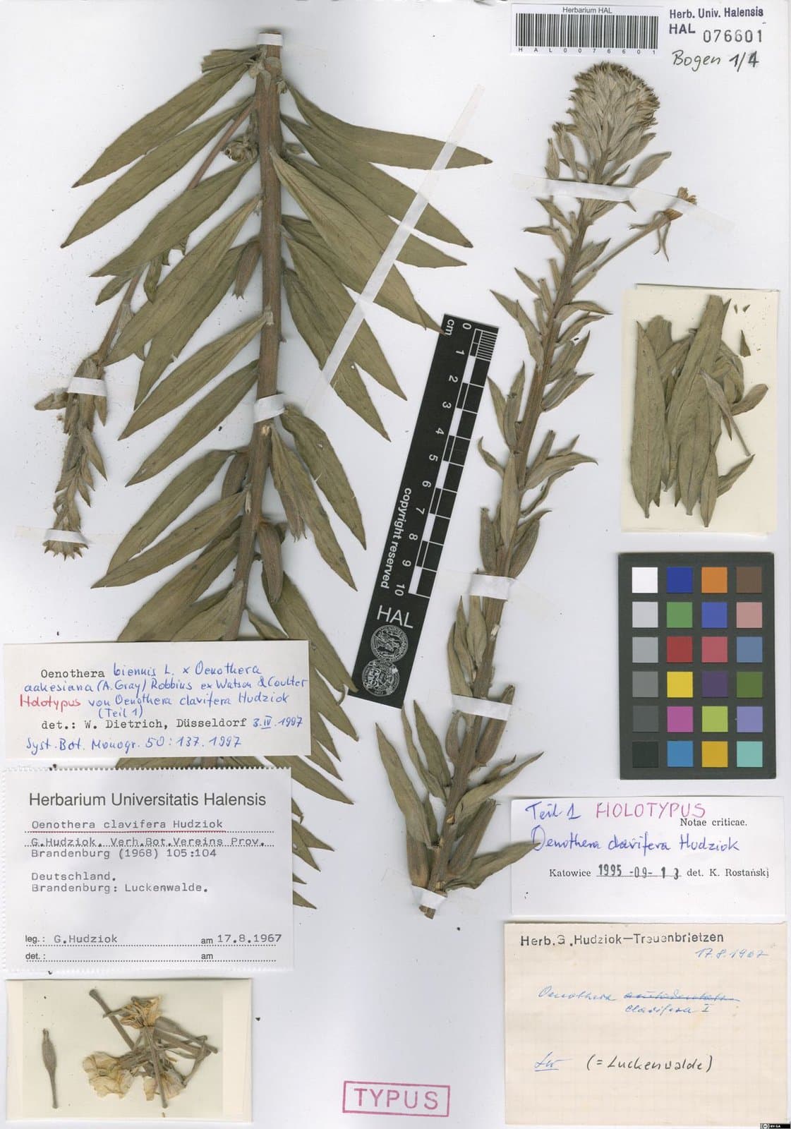 Oenothera ×clavifera Hudziok