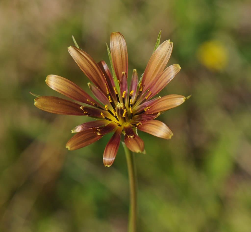 Tragopogon crocifolius L.