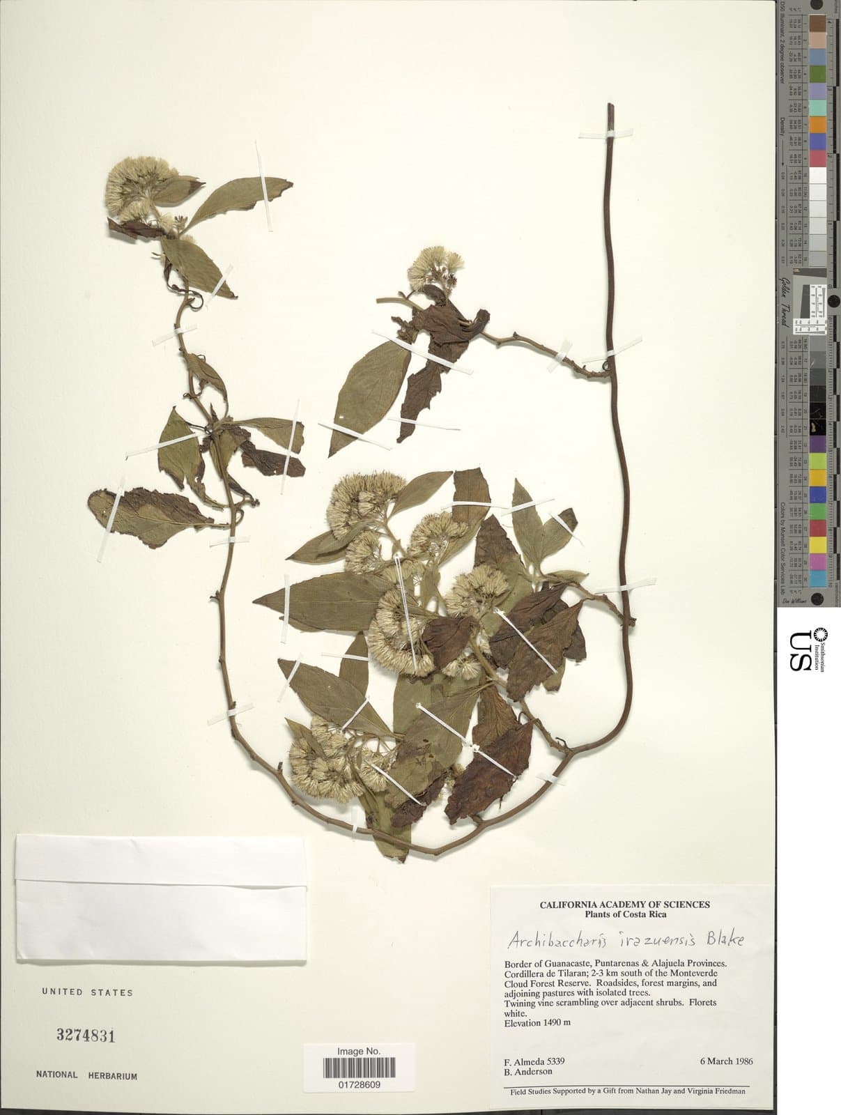 Archibaccharis irazuensis S.F.Blake