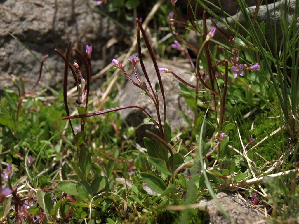 Epilobium anagallidifolium Lam.