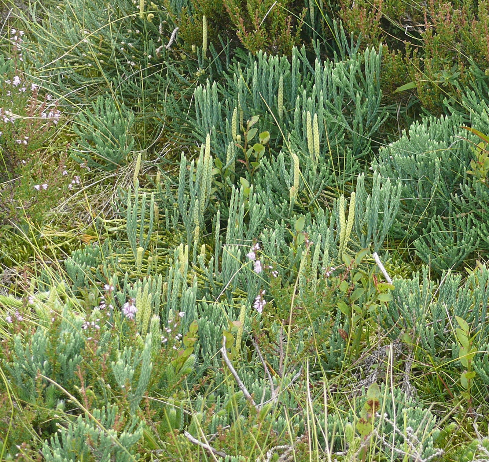 Diphasiastrum ×oellgaardii Stoor, Boudrie, Jérôme, K.Horn & Bennert