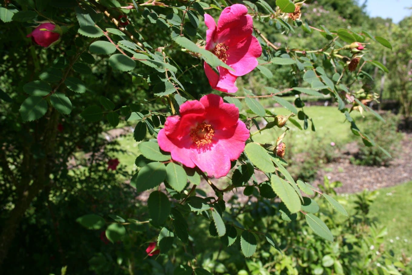 Rosa moyesii Hemsl. & E.H.Wilson