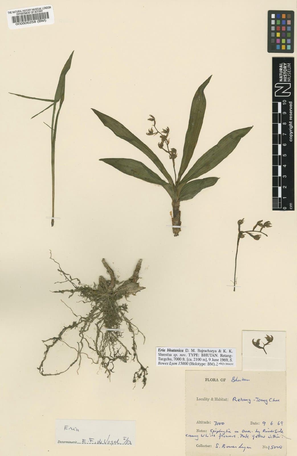 Pinalia bhutanica (Bajrach. & K.K.Shrestha) Schuit., Y.P.Ng & H.A.Pedersen