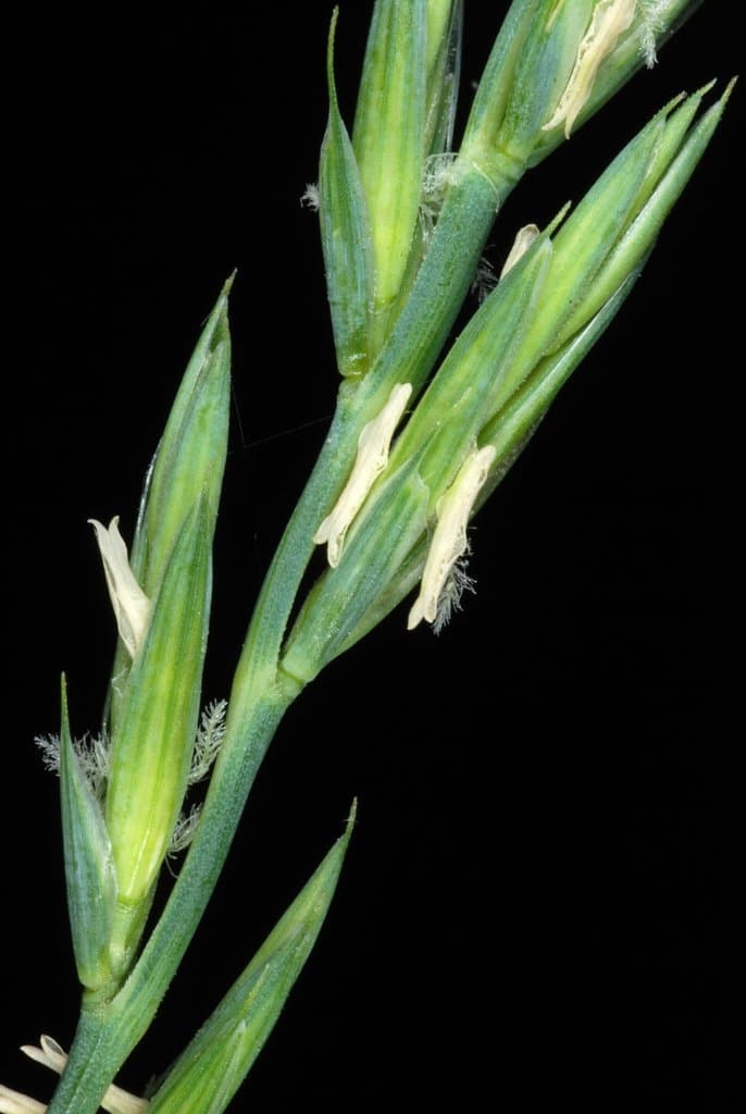 Elymus repens (L.) Gould