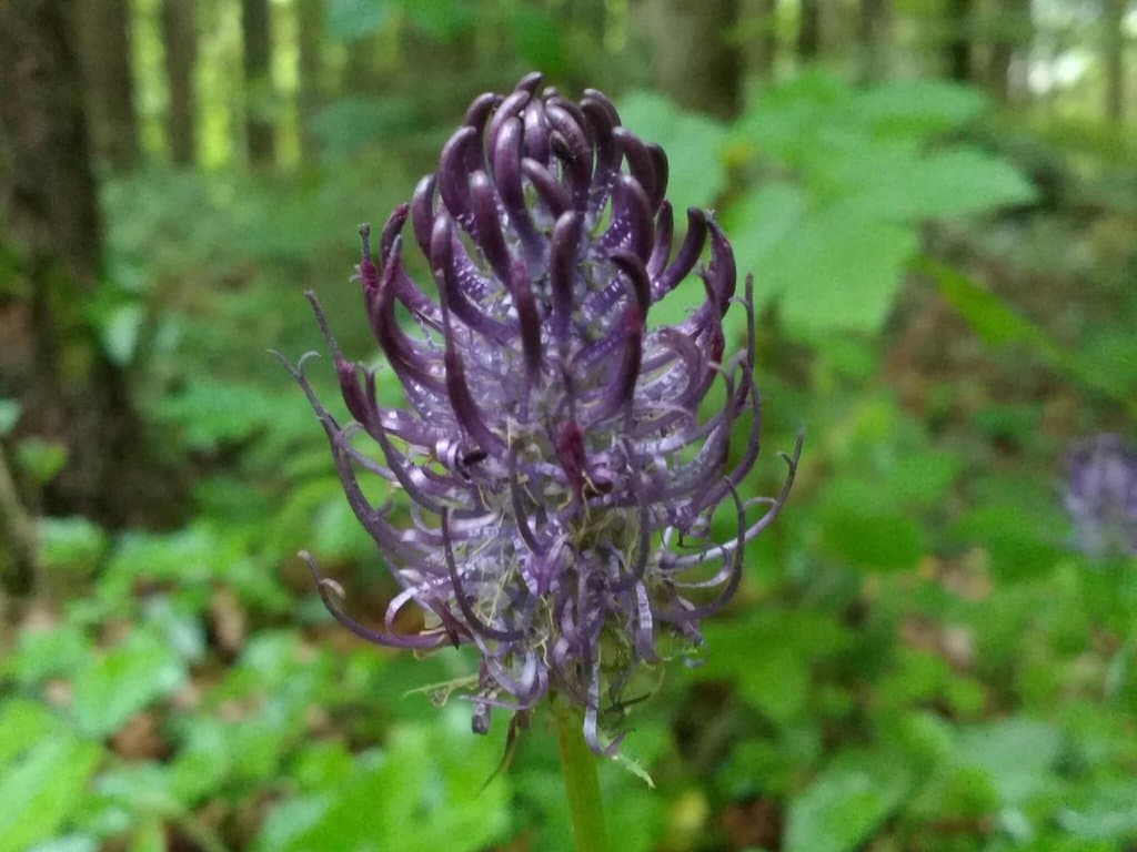 Phyteuma nigrum F.W.Schmidt