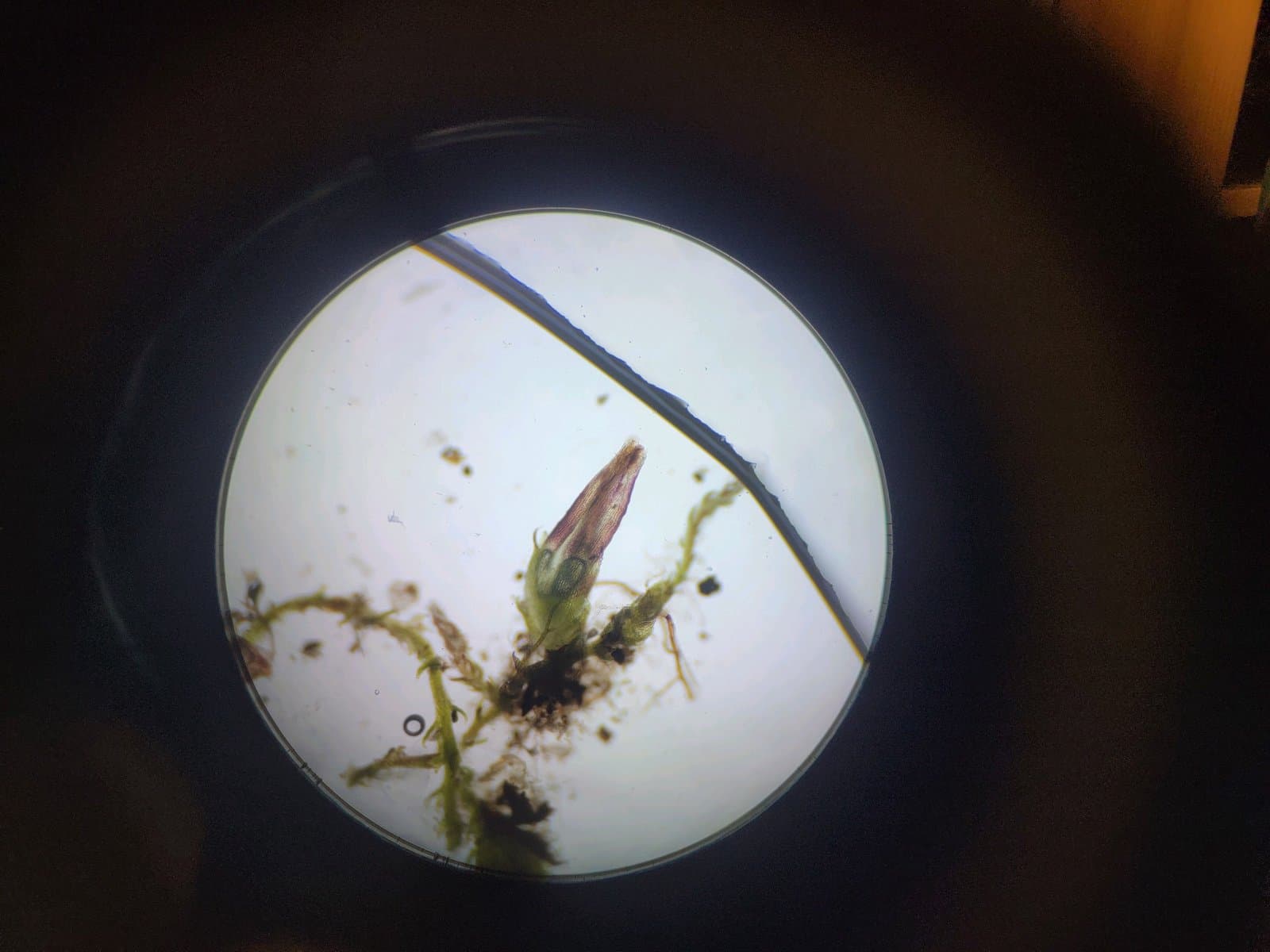 Cephaloziella elachista (J.B.Jack ex Gottsche & Rabenh.) Schiffn.