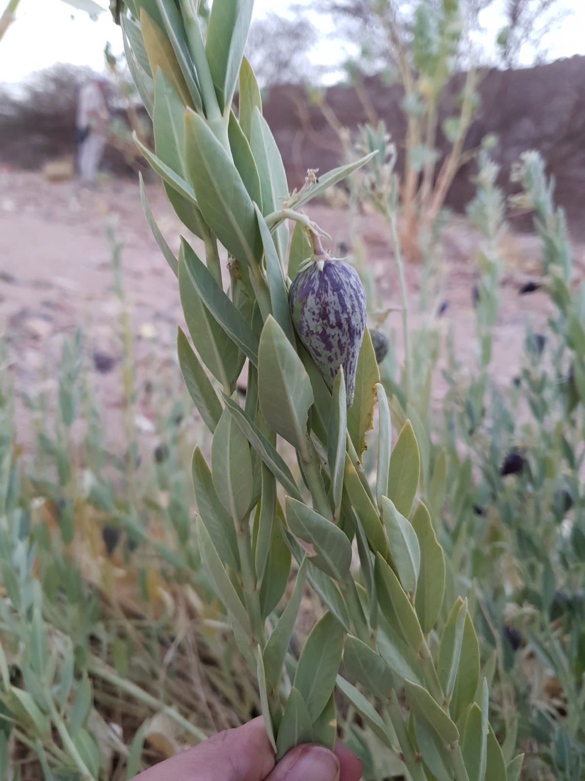 Solenostemma oleifolium (Nectoux) Bullock & E.A.Bruce ex Maire