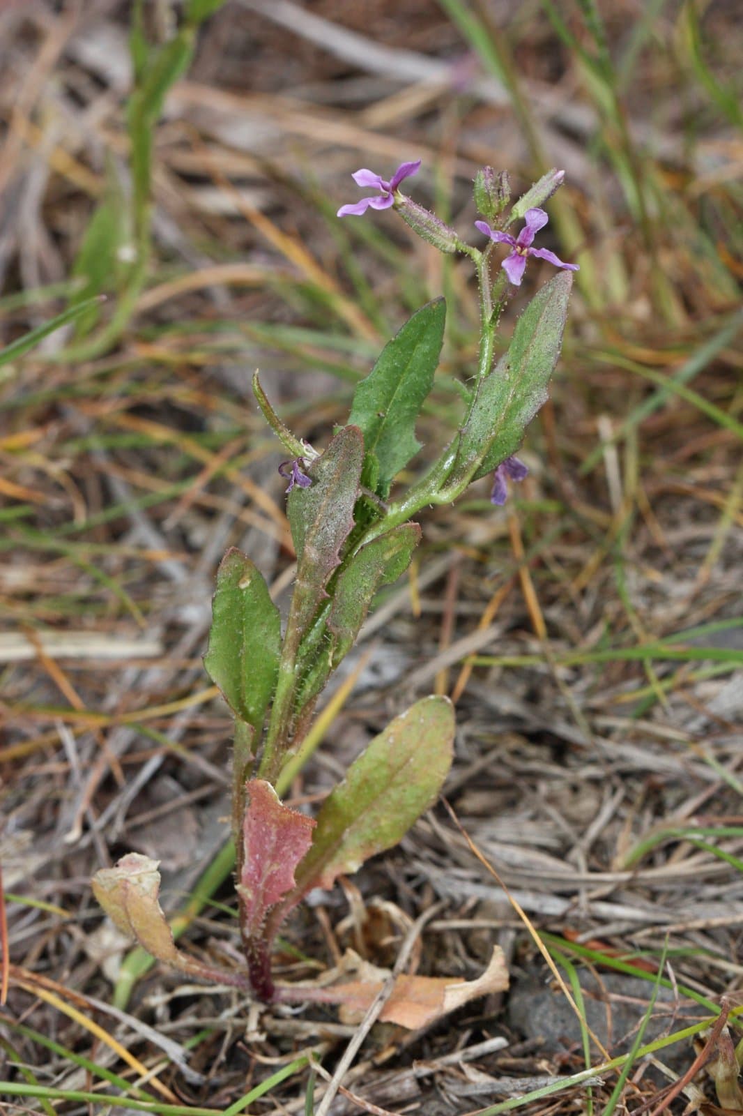 Chorispora tenella (Pall.) DC.