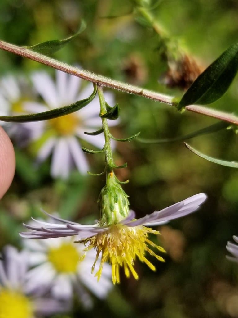 Symphyotrichum novi-belgii (L.) G.L.Nesom