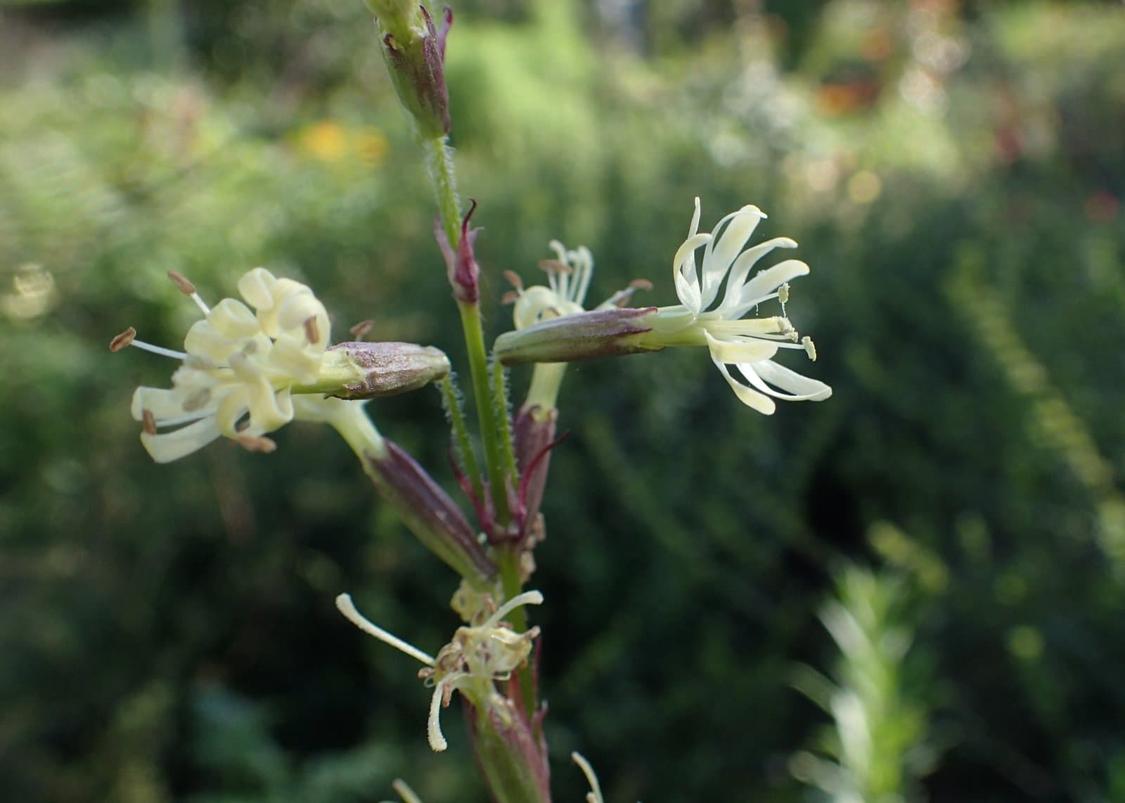 Silene tatarica (L.) Pers.