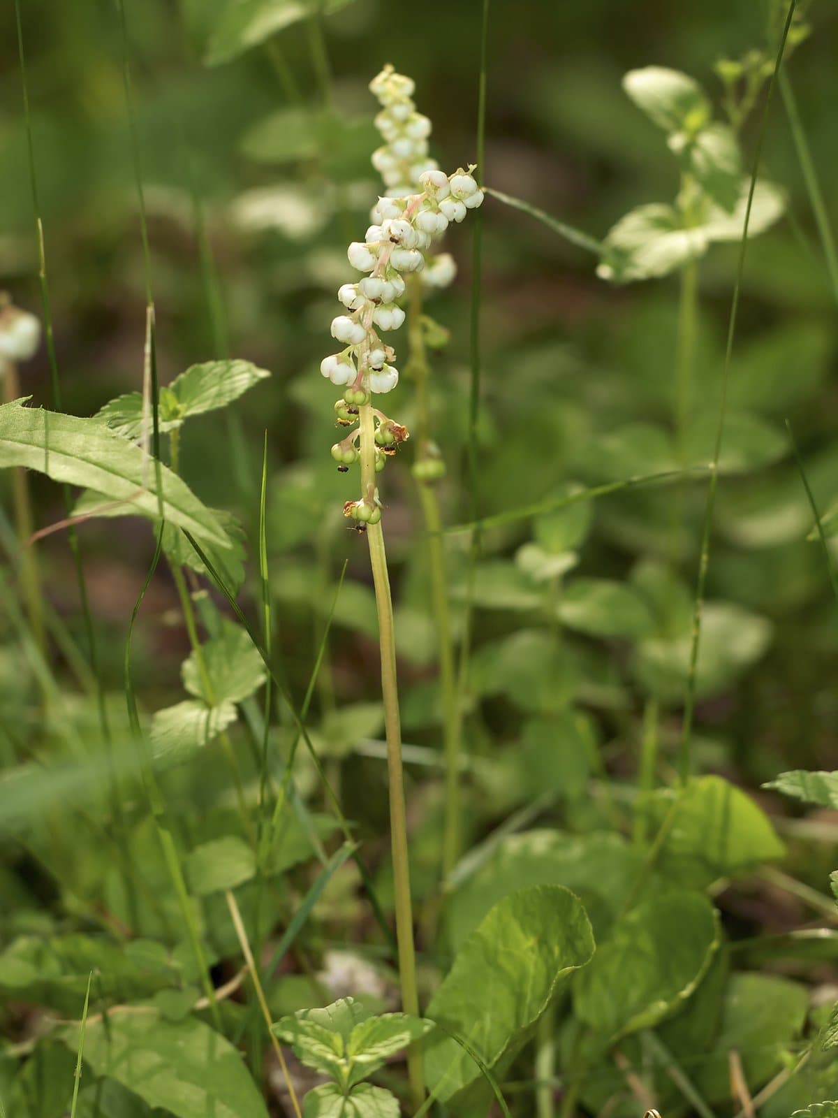 Pyrola minor L.