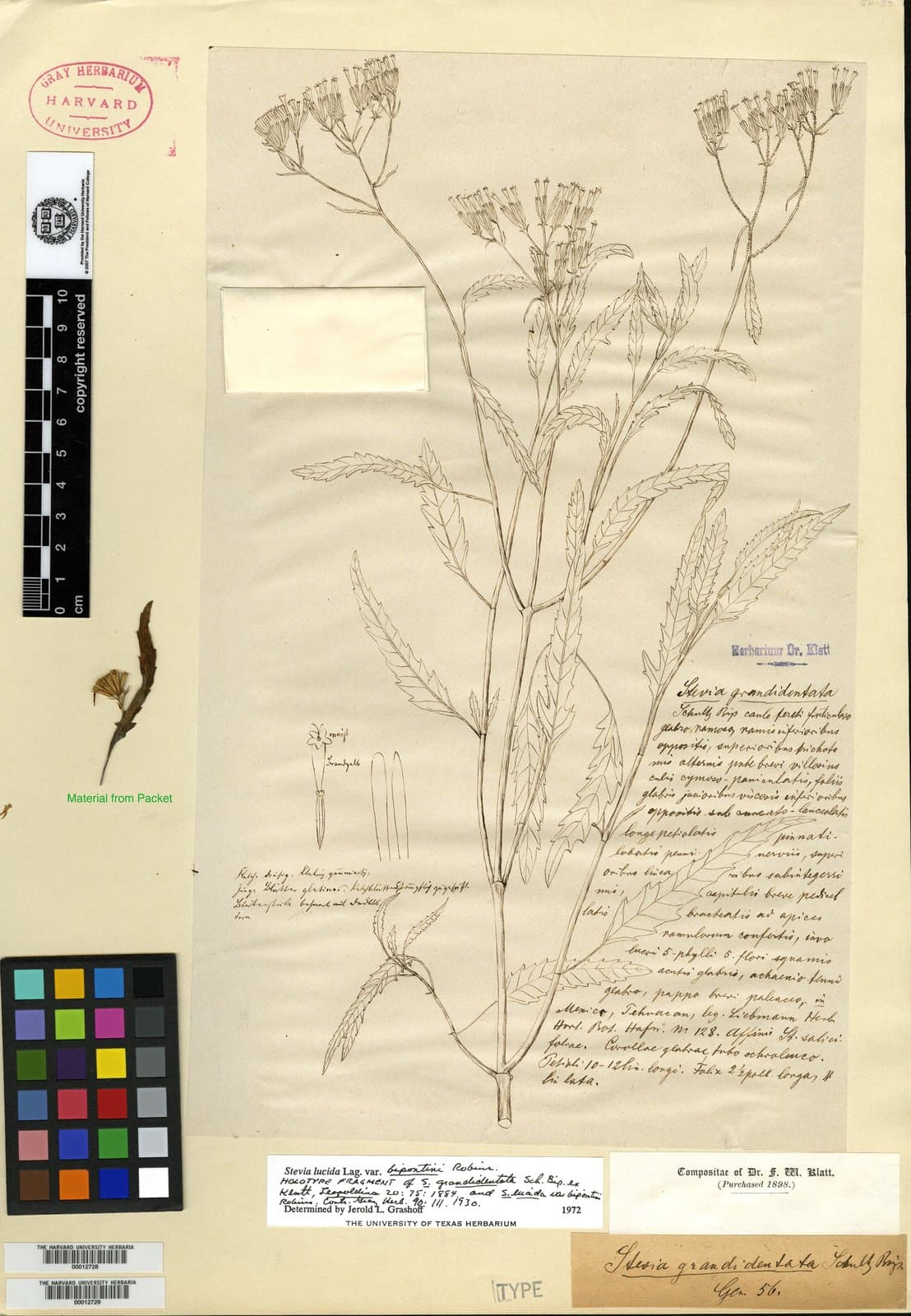 Stevia grandidentata Sch.Bip. ex Hemsl., 1881