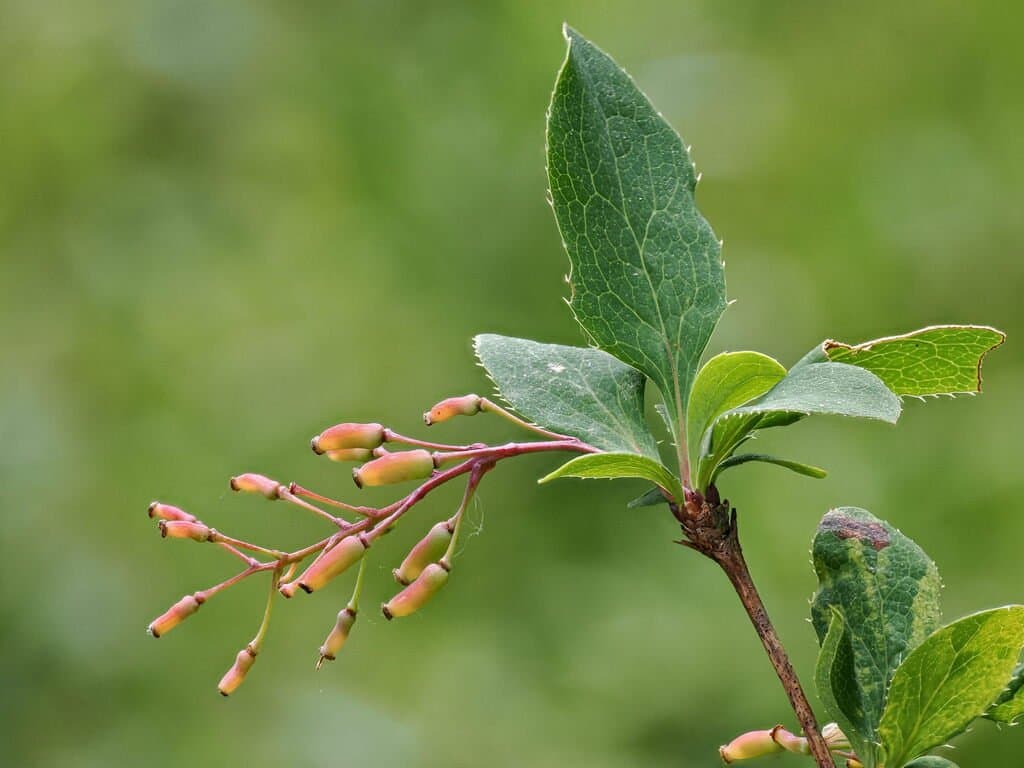 Berberis vulgaris L.