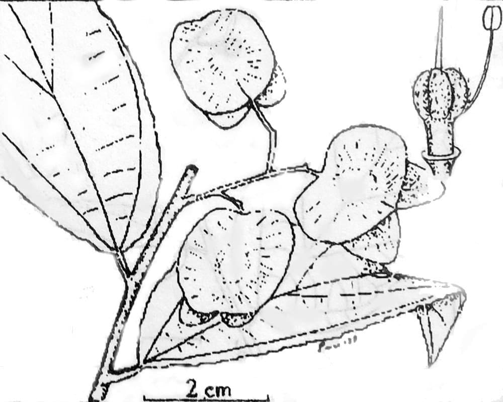 Colona evecta (Pierre) Burret
