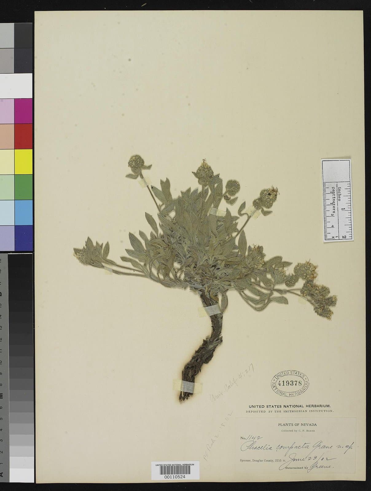 Phacelia compacta Greene ex C.F.Baker, 1902