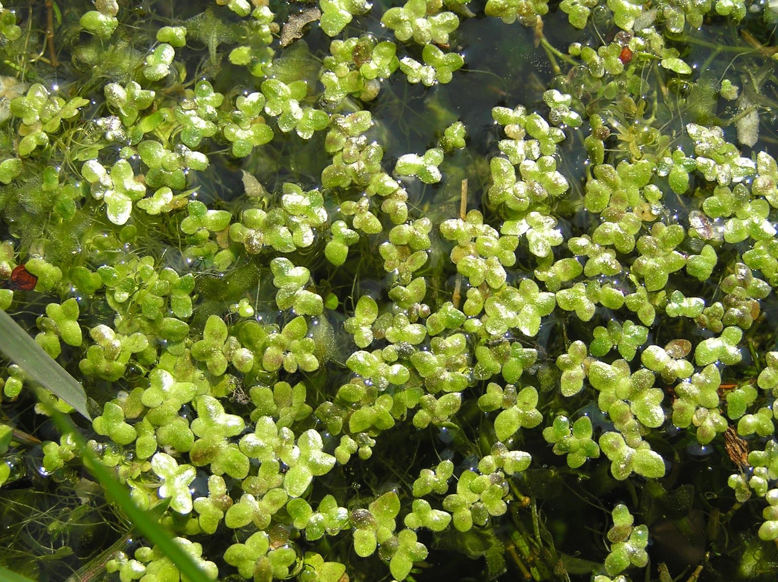 Lemna turionifera Landolt