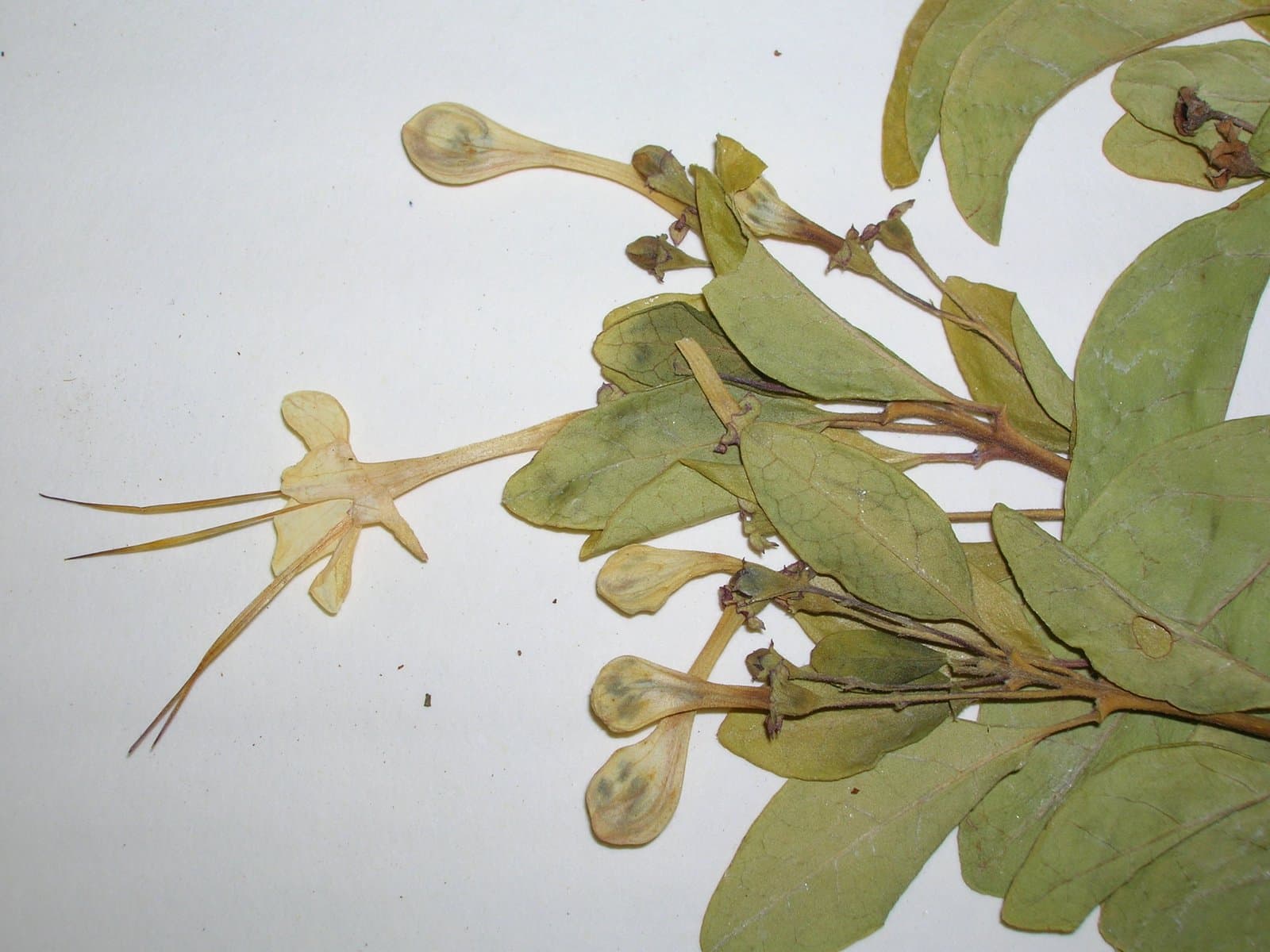 Volkameria aculeata L.